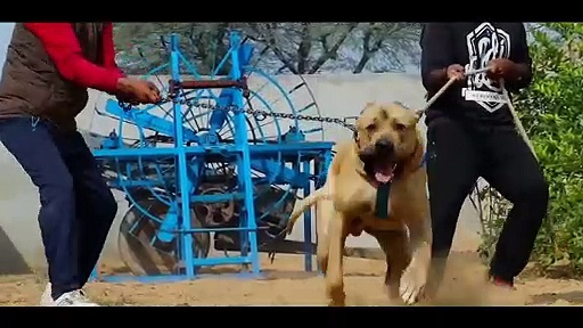 bully kutta fights