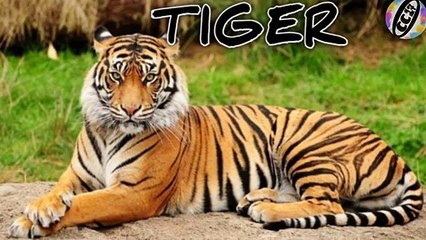 Kolkata Alipur Zoo _ कोलकाता Alipur चिड़ियाघर _ আলিপুর চিড়িয়াখানা _ Zoological_HD