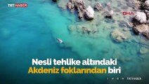 Nesli tehlike altındaki Akdeniz foku drone ile görüntülendi