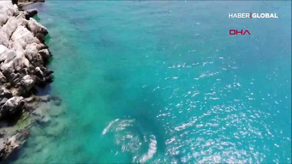 Dünyada 750 tane var, 110'u Türkiye'de yaşıyor! Bir tanesi Üç Adalar'da böyle görüntülendi