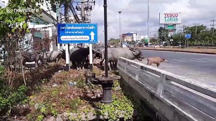 Herd of buffalo use zebra crossing on busy road in Thailand