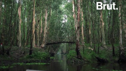 Discovering the Tra Su Forest