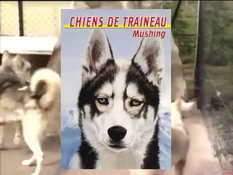 Chiens de traîneau : mushing