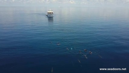 Croisière plongée aux Philippines, à Tubbataha à bord du Sea Doors