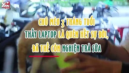 CHÚ MÈO CÔNG NGHỆ