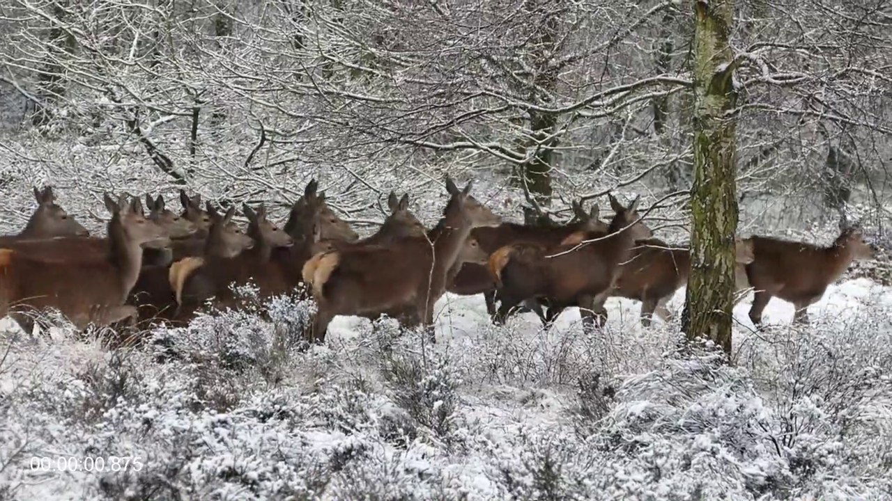 Fallow deer in the jungle