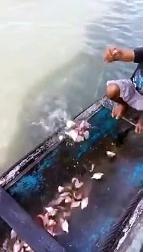 Une technique efficace pour attraper des piranhas