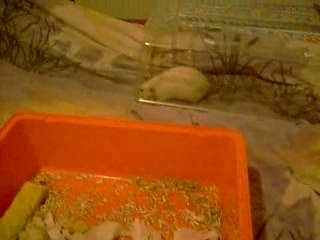 les bibous de Isis a 1 jours