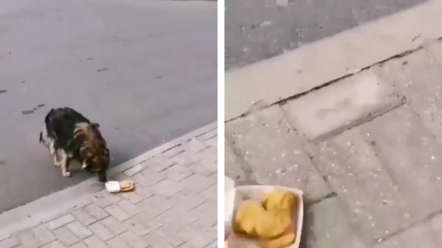 Un homme généreux offre ses nuggets à un chien errant