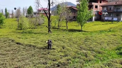 Rizelilerin 'çay sorunu' bitmiyor