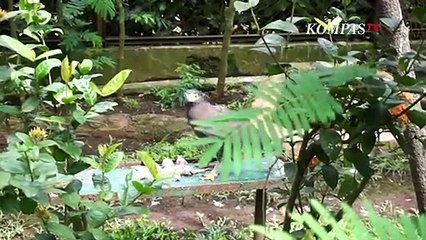 Sepi, Kebun Binatang Korbankan Rusa Jadi Santapan Harimau