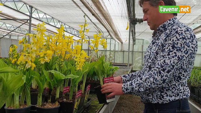 A la découverte des orchidées de jardin vivaces