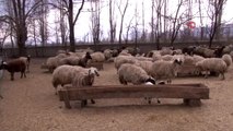 Şavak aşireti göçebe çobanlık yaparak geçimlerini sağlıyor