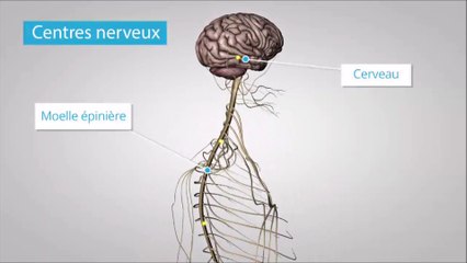 Les organes du système nerveux (extrait Corpus Canopé)