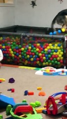 Doggo Dives Into Ball Pit