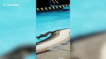 Monitor lizard enjoys dip in hotel swimming pool in Thailand during COVID-19 lockdown