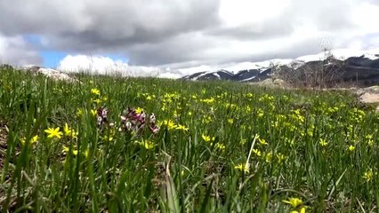 Sarıkamış'ta ilkbahar güzelliği