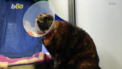 'Puuurfect' Kitty With No Ears Finds Loving Home!