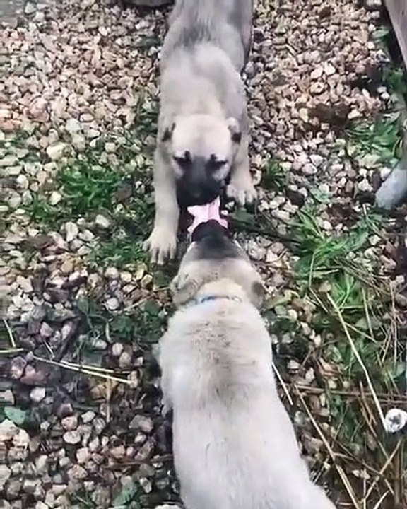 KANGAL KOPEK YAVRULARI VS - KANGAL SHEPHERD DOG PUPPiES VS