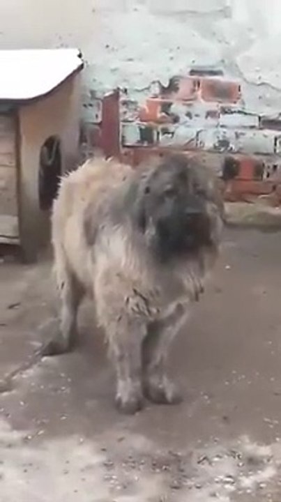 AZ SiNiRLi KAFKAS COBAN KOPEGi - LİTTLE ANGRY CAUCASiAN SHEPHERD DOG