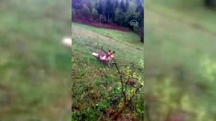 Tilkiyi elleriyle besliyor