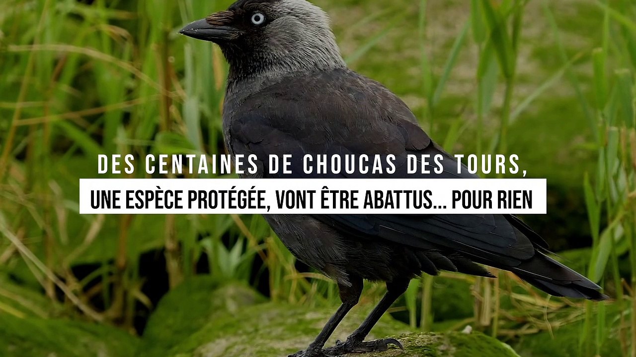 Des centaines de choucas des tours, une espèce protégée, vont être abattus... pour rien
