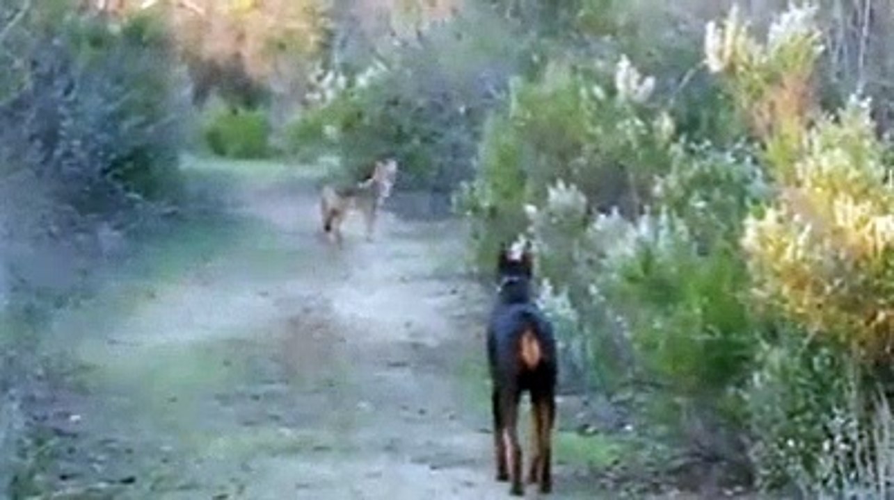 KURTLARIN DOBERMAN KOPEGi ile KARSILASMASI - WOLVES FACE TO FACE DOBERMAN DOG