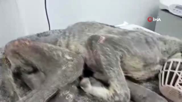 Silivri'de yaralı kangal cinsi köpek açlıktan ölmek üzereyken bulundu