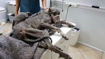 Silivri'de kangal cinsi köpek açlıktan ölmek üzereyken bulundu