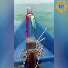 Des dauphins roses jouent avec un pêcheur en Thaïlande