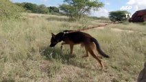 África do Sul tenta proteger seus animais durante isolamento