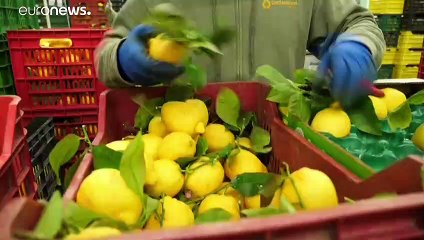 Italie, Espagne : hausse des prix des citrons