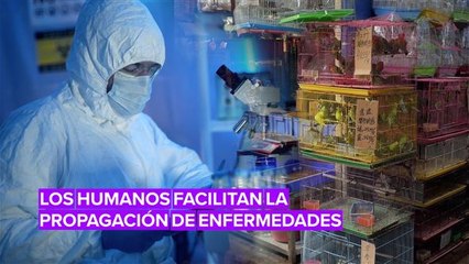 Estamos creando las condiciones perfectas para que las enfermedades sigan propagándose