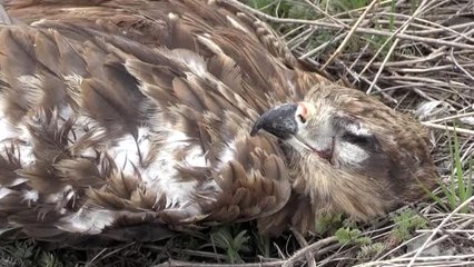 Ölü bulunan 7 şahin incelemeye alındı