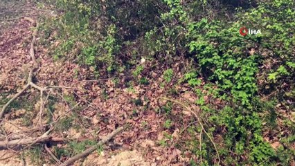 Tekirdağ’da orman yangını... Yüzlerce ağaç küle döndü