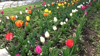 Kadın çiftçilerin ektiği laleler çiçek açtı