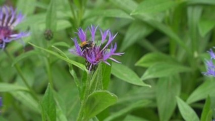 Siembra masiva de flores en jardines y balcones para salvar a los insectos