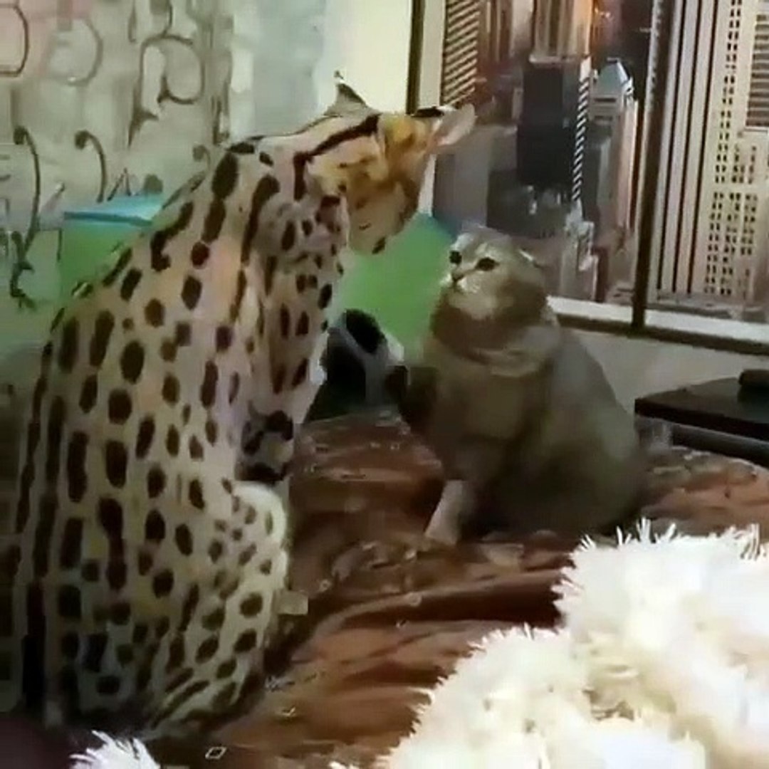 Big cat small cat!
