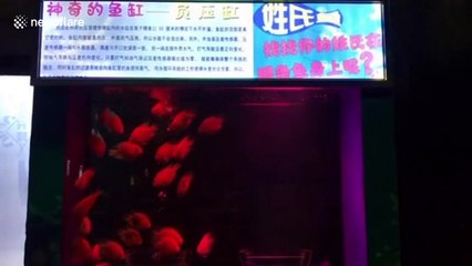 Controversy as Chinese aquarium paints family names onto fish to attract tourists