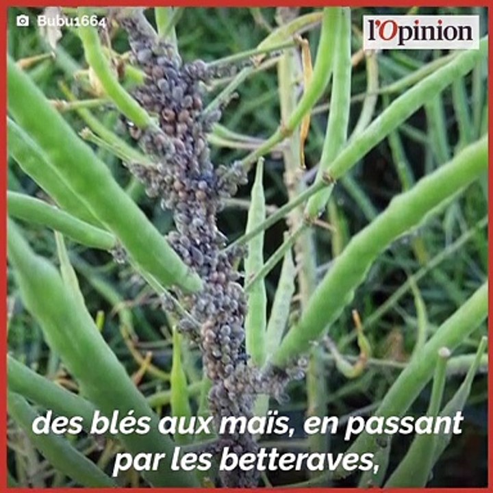 Alerte aux pucerons! Petites bêtes et impasses techniques agricoles