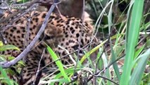 Wildlife officials rescue leopard trapped in Sri Lanka tea garden