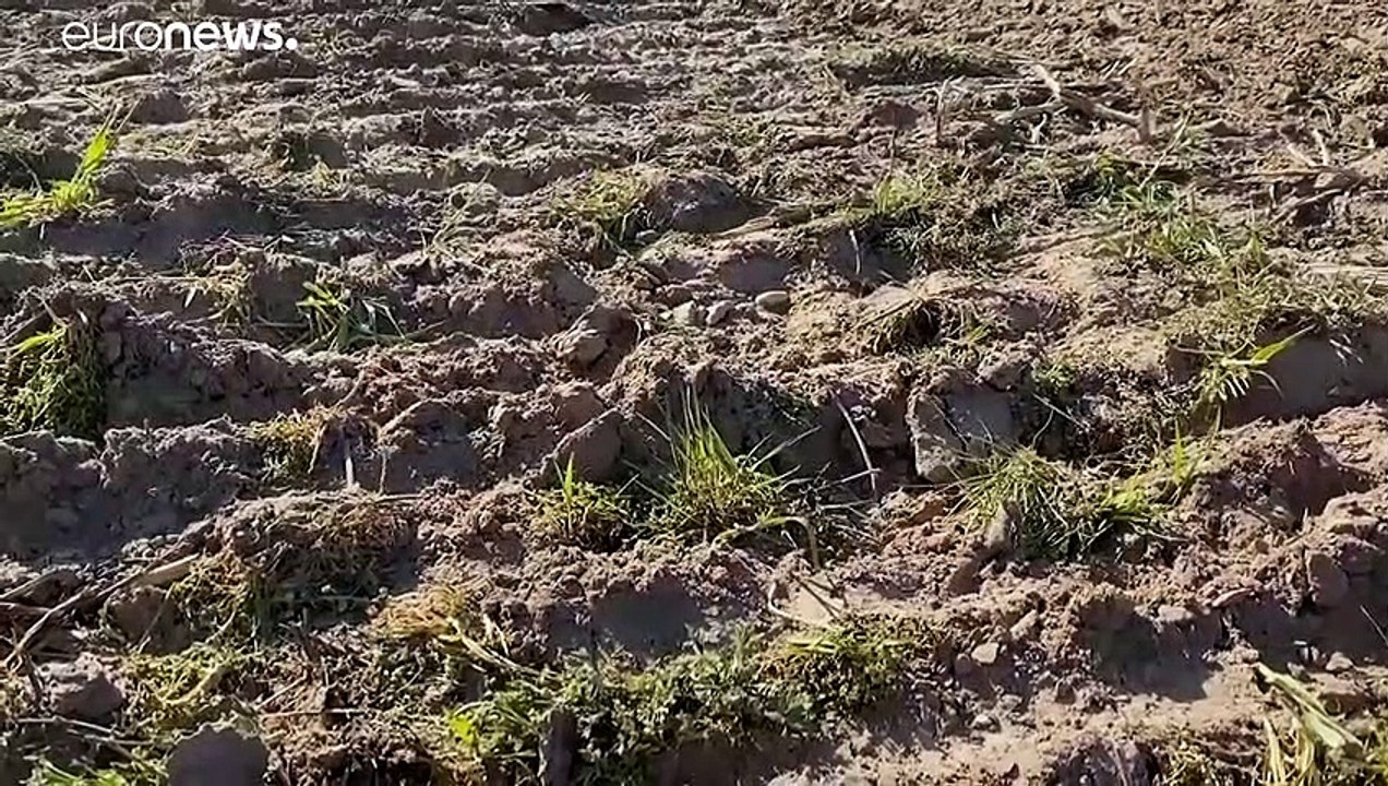 Dauerhafte Dürre: Deutsche Landwirte fürchten um ihre Ernte