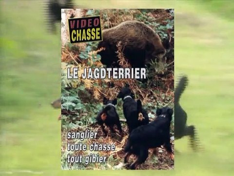 Le jagdterrier : Sanglier toute chasse tout gibier
