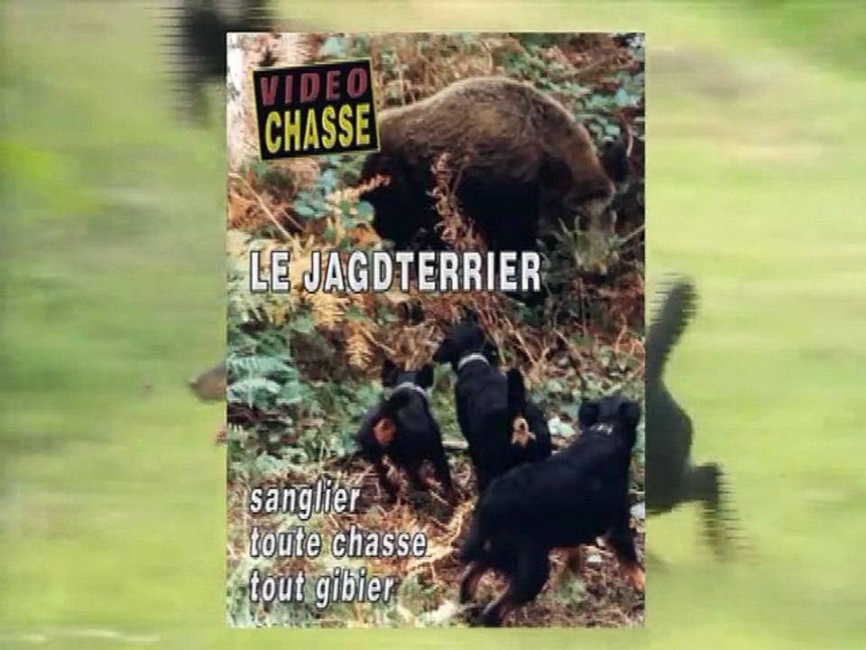 Le jagdterrier : Sanglier toute chasse tout gibier