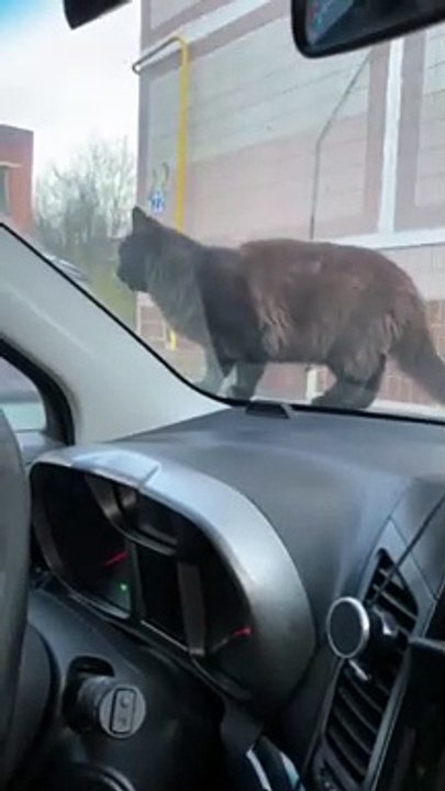 Cat Keeps Getting Startled by Car Horn