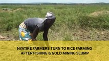 Nyatike farmers turn to rice farming after fishing and gold mining slump