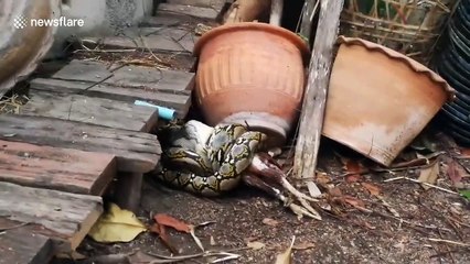 Gruesome moment python swallows pet chicken at Thai woman's back garden