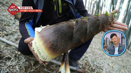 대나무숲에 숨은 보물의 정체는?