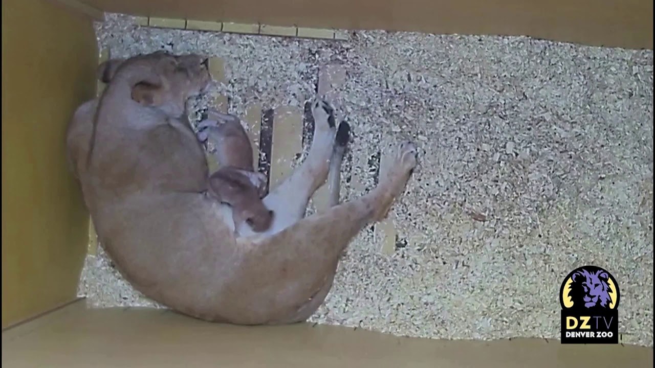 Denver Zoo welcomes the birth of two African lion cubs