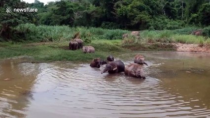 Herd of elephants cool off in a lake in Thailand